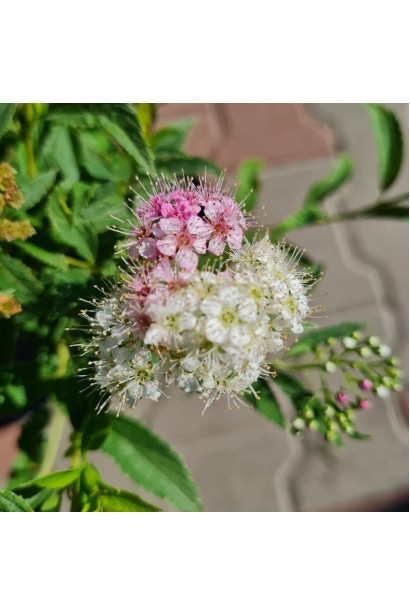 Спірея японська Широбана - 3л/вис.30-50см/Ø30-40см